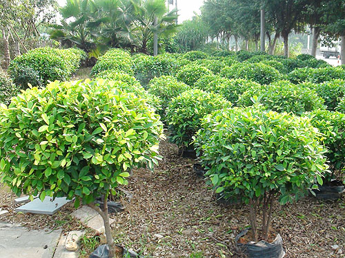 ��ľ����