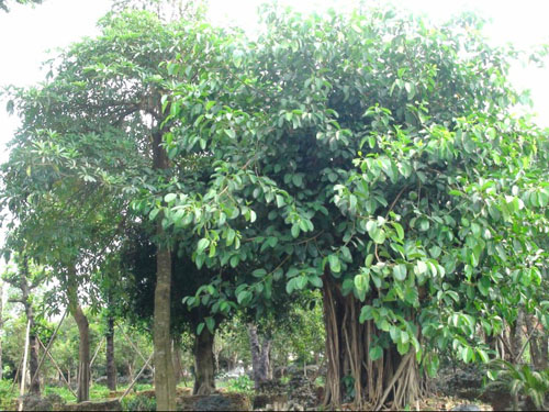 ����������ľ