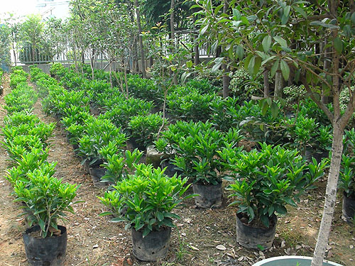 ��ľ����