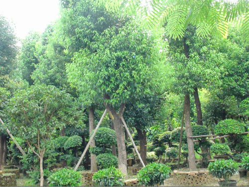 ����������ľ