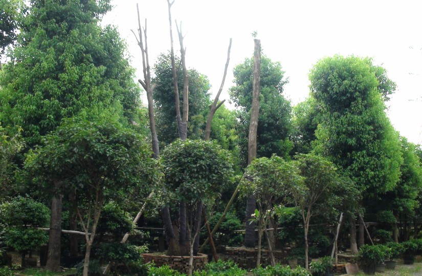 ��ľ����