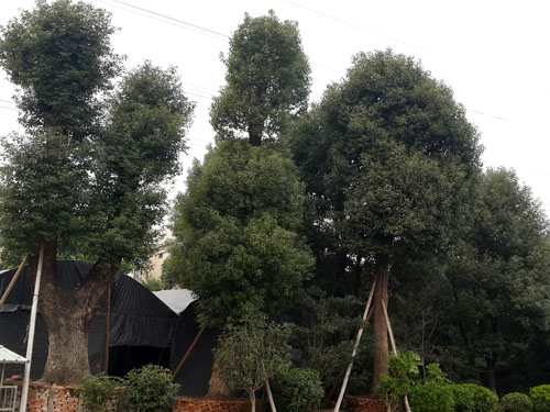 ԰������