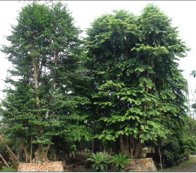 ��ľ����