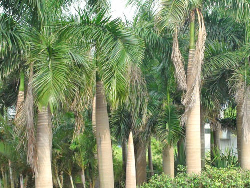 ����������ľ