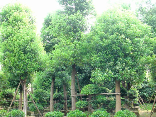 ����������ľ