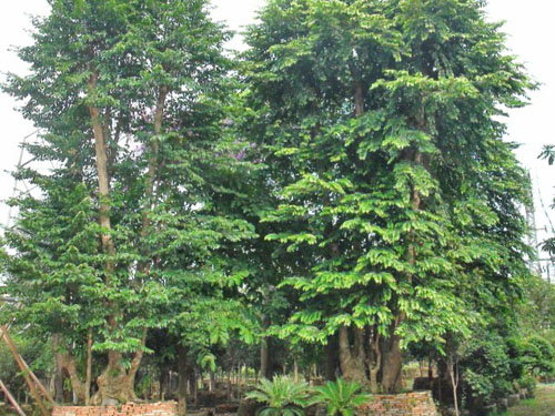 ����������ľ