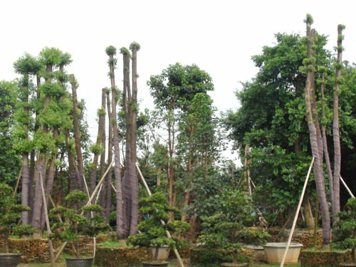 ��ͷ����