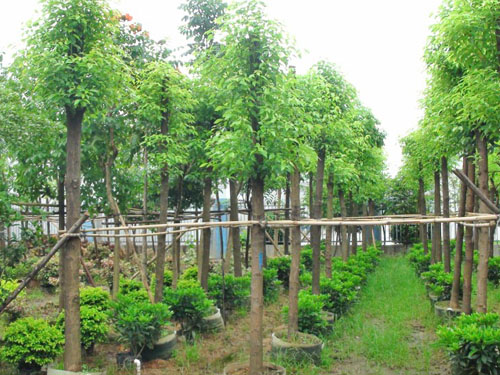 ����������ľ