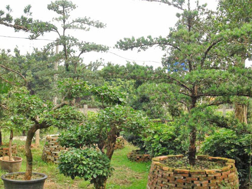 ����������ľ