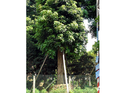 ԰������