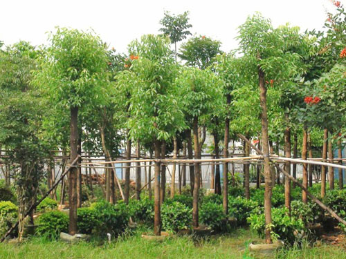 ����������ľ