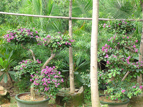 ��ľ����