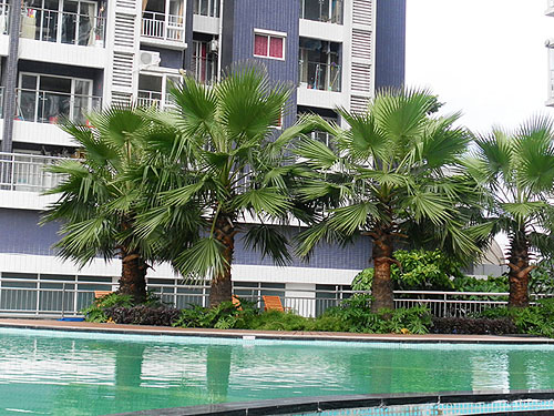 ���������㳡