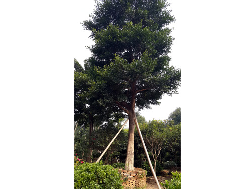 ��ݸ԰������