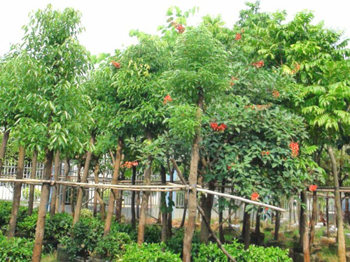 ����������ľ