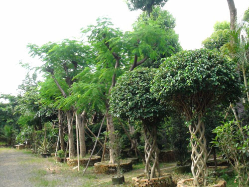 ����������ľ