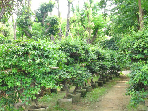 ����������ľ