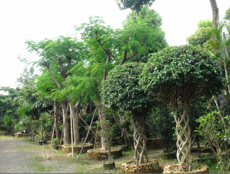 ��ľ����